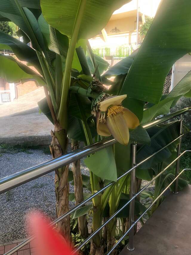 Гостевой дом Элит Хаус Сочи-245